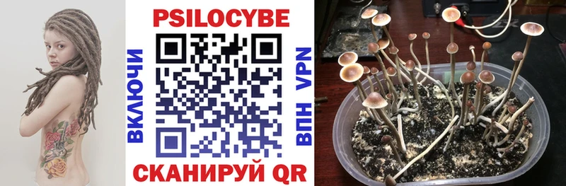 купить наркотик Переславль-Залесский Псилоцибиновые грибы MAGIC MUSHROOMS